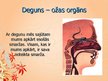 Prezentācija 'Cilvēka maņu orgāni', 7.