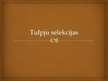 Prezentācija 'Tulpju selekcija', 1.