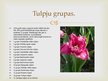 Prezentācija 'Tulpju selekcija', 3.