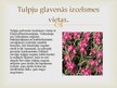 Prezentācija 'Tulpju selekcija', 4.