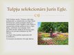 Prezentācija 'Tulpju selekcija', 6.
