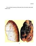 Referāts 'Smēķēšana', 26.