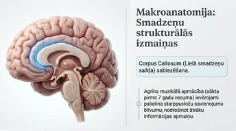 Prezentācija 'Kā muzikālā apmācība ietekmē kognitīvo attīstību', 3.