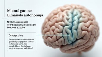 Prezentācija 'Kā muzikālā apmācība ietekmē kognitīvo attīstību', 4.