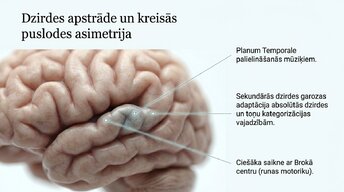 Prezentācija 'Kā muzikālā apmācība ietekmē kognitīvo attīstību', 5.