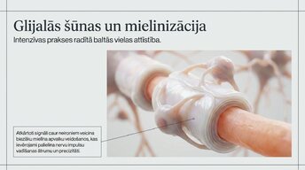 Prezentācija 'Kā muzikālā apmācība ietekmē kognitīvo attīstību', 8.