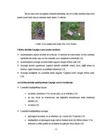 Referāts 'Liepājas ezers', 13.