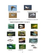 Referāts 'Liepājas ezers', 16.