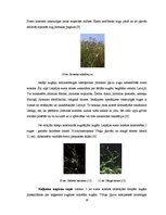 Referāts 'Liepājas ezers', 18.