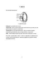 Prakses atskaite 'Prakses atskaite a/s "Hanzas Maiznīca"', 9.