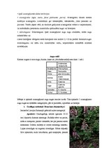 Konspekts 'Aizsargājamie augi Latvijas mežā', 8.