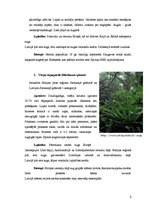 Konspekts 'Aizsargājamie augi Latvijas mežā', 9.