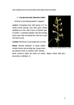 Konspekts 'Aizsargājamie augi Latvijas mežā', 11.