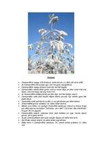 Referāts 'Ziemassvētki', 5.