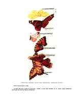 Referāts 'Чешуекрылые', 3.