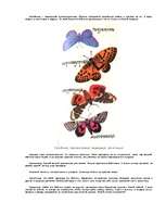 Referāts 'Чешуекрылые', 4.