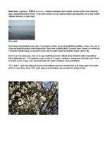 Referāts 'Japāna', 10.