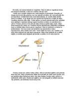 Referāts 'Sporta vēsture un tās attīstība Austrijā', 10.
