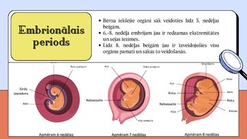 Prezentācija 'Cilvēka embrionālā attistība', 4.