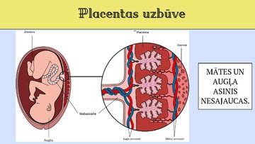 Prezentācija 'Cilvēka embrionālā attistība', 6.