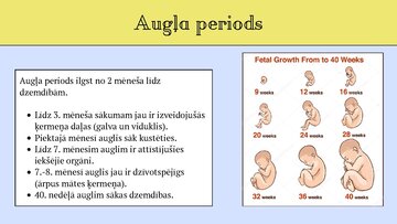 Prezentācija 'Cilvēka embrionālā attistība', 7.