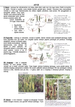 Konspekts 'Augu valsts', 1.