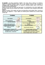 Konspekts 'Augu valsts', 3.