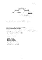 Konspekts 'Anatomija', 3.