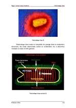 Referāts 'Trakumsērgas vīruss', 2.