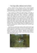 Konspekts 'Rekonstruktīvā cirte', 3.