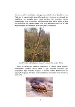 Konspekts 'Rekonstruktīvā cirte', 4.