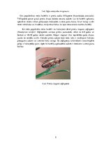 Konspekts 'Rekonstruktīvā cirte', 5.