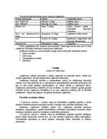 Biznesa plāns 'SIA "Vinnijs"', 12.