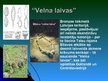 Prezentācija 'Neolīta un bronzas laikmets Latvijā', 13.
