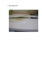 Prezentācija 'Ūdens un tajā izšķīdušo vielu plūsma augos', 6.