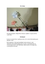 Prezentācija 'Ūdens un tajā izšķīdušo vielu plūsma augos', 10.