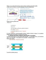 Paraugs 'Eksāmena atbildes Medicīniskās attēlošanas fizikālie pamati', 56.