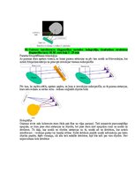 Paraugs 'Eksāmena atbildes Medicīniskās attēlošanas fizikālie pamati', 89.