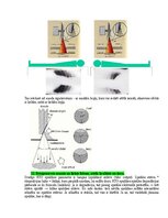Paraugs 'Medicīniskās attēlošanas fizikālie pamati', 23.