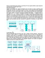 Paraugs 'Medicīniskās attēlošanas fizikālie pamati', 130.