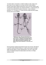 Referāts 'Abinieki', 14.