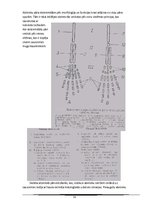 Referāts 'Abinieki', 15.