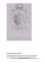 Referāts 'Abinieki', 17.