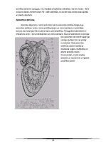 Referāts 'Abinieki', 19.