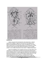 Referāts 'Abinieki', 20.