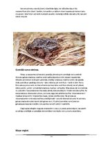 Referāts 'Abinieki', 22.