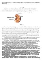 Konspekts 'Urīnizvadorgāni', 2.