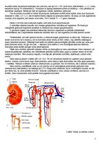 Konspekts 'Urīnizvadorgāni', 3.