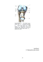 Referāts 'Hondroitīna un glikozamīna lietošana mūsdienīgā medicīnā', 19.