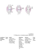 Referāts 'Hondroitīna un glikozamīna lietošana mūsdienīgā medicīnā', 20.